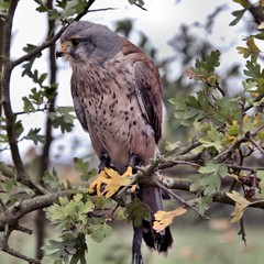 A view of a Kestrel in a tree