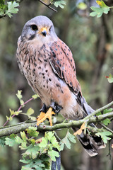 A view of a Kestrel in a tree