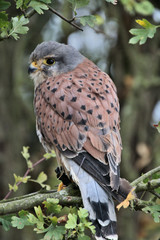 A view of a Kestrel in a tree