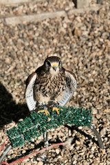 A view of a Kestrel