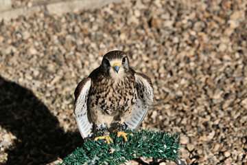 A view of a Kestrel