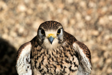 A view of a Kestrel
