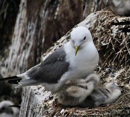A Kittiwake on Farne islands