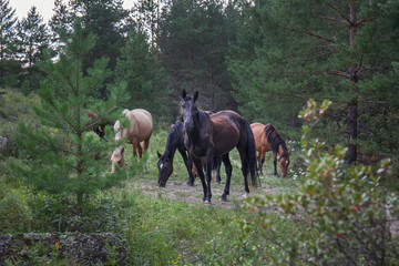 Horses of different colors are walking in the pine forest. Wildlife of Siberia in Russia.