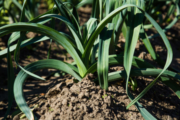 leeks onions. Organic leek. This protograph was taken in August. The concept of growing farm products or kitchen garden.