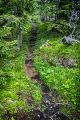 Footpath in coniferous forest, Low Tatras mountains, Slovakia