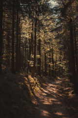 Fototapeta premium sunset in the forest