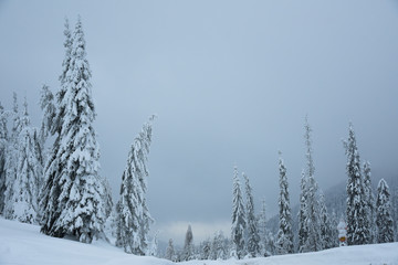 Snow covered pine trees during winter season, Obarsia Lotrului