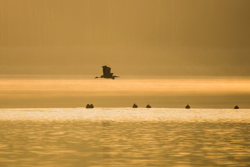 Czapla siwa Ardea cinerea leci o wschodzie słońca nisko nad wodą