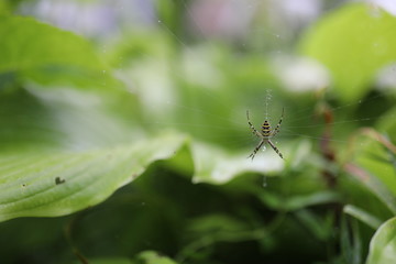 spider on the right side, with a green background