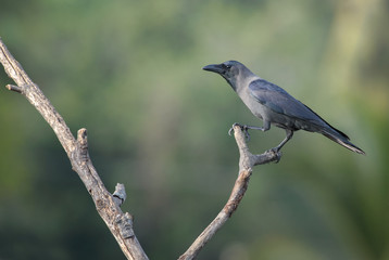 House Crow - Corvus splendens, common black crow from Asian forests and woodlands, Sri Lanka.