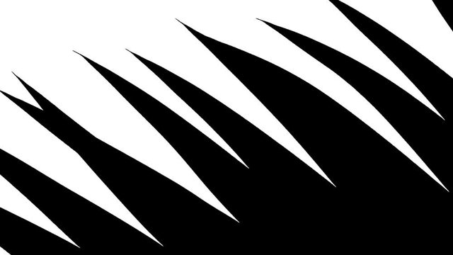 Shiny black leaves of palm tree isolated on white background.