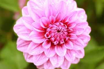 beautiful pink dahlia flower in garden