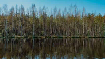 Reflection of a birch grove in a lake on the border of Russia and Finland