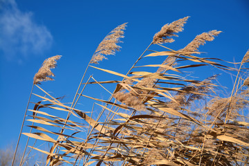 dried sedge stalks on a background of blue sky © tarasylo