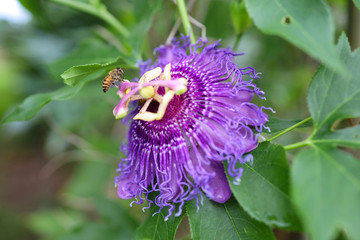 Up-Close Macro View of Honey Bee on Purple Passion Flower. Bee pollenating passionflower. Pollen on bee. Tropical Passionflower vine in backyard garden in Florida. 