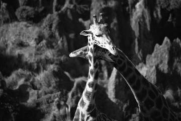 Fototapeta premium FUNNY GIRAFFES // LOVELY GIRAFFES