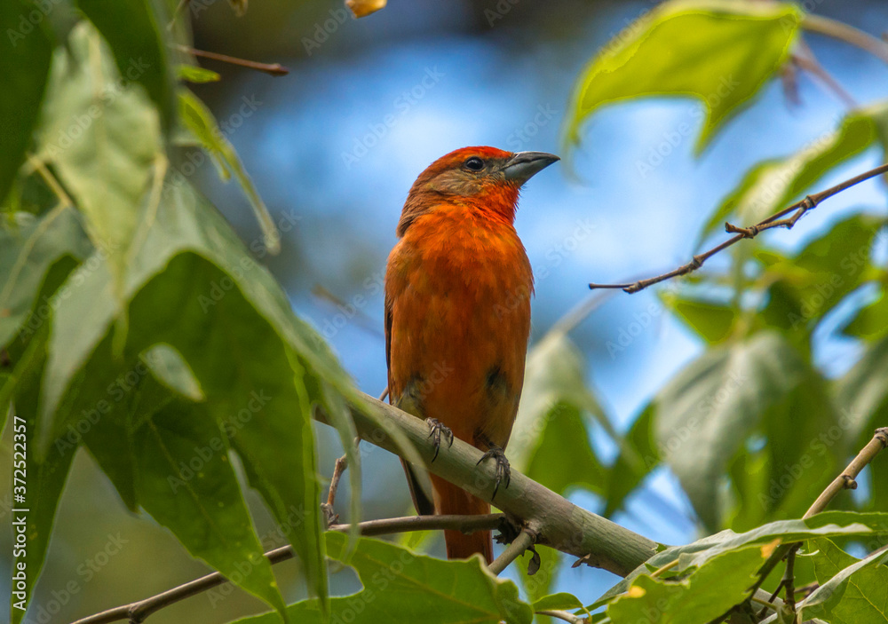 Wall mural hepatic tanager