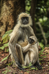 Obraz premium A mother 