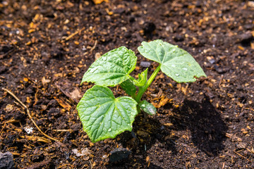 cucumber leaves, flowering growing organic vegetables in the garden. Agriculture farm