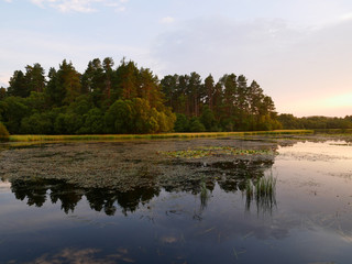 Obraz premium reflection of trees in water, vegetation on the water, sunset light. Loch Clarach, Scotland.