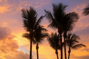 Fototapeta na wymiar Cotton Candy Sky with Palm Trees. Sunrise in Vero Beach, Florida over Atlantic Ocean at an Oceanfront Resort on Orchid Island. Pink Purple Clouds Dreamy Sky No Filter. Tropical Sunset Background.