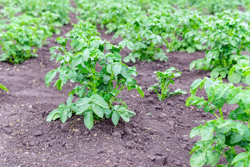 Potato field. Agriculture, organic vegetable farm. selective focus