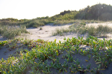 Sea Grass grows on Sand Dunes at public beach in Fort Pierce, FL on South Hutchinson Island. Beautiful beaches of Treasure Coast of Florida. Native vegetation growing on dunes protecting shoreline.