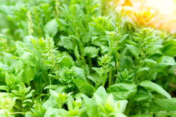 Spinach growing in garden. Fresh natural leaves of spinach growing Bio spanach.