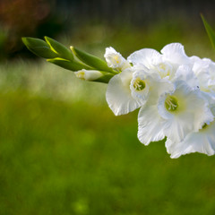 white gladiolus