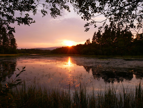 reflection of trees in water, vegetation on the water, sunset light. Loch Clarach, Scotland.
