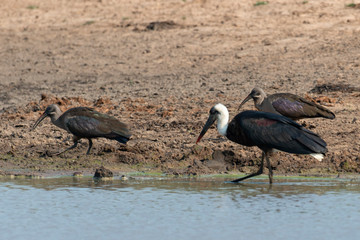 Cigogne épiscopale; ciconia episcopus, Ibis hagedash,.Bostrychia hagedash ,Hadada Ibis, Afrique du Sud