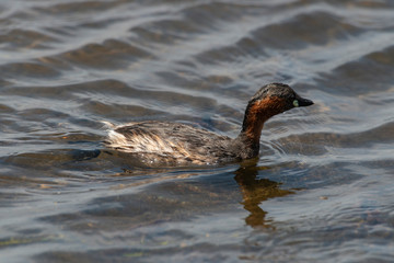 Grèbe castagneux,.Tachybaptus ruficollis, Little Grebe