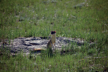 Long-tailed weasel in field