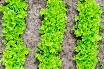 Organic lettuces in the field, lettuce cultivation, green leaves, close-up selective focus