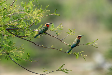Guêpier à front blanc,.Merops bullockoides, White fronted Bee eater