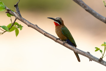 Fototapeta premium Guêpier à front blanc,.Merops bullockoides, White fronted Bee eater