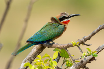 Guêpier à front blanc,.Merops bullockoides, White fronted Bee eater