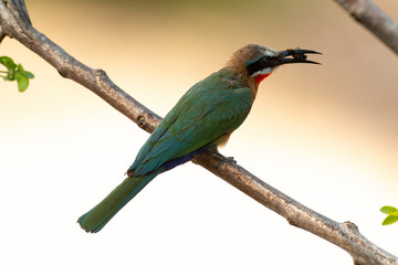 Obraz premium Guêpier à front blanc,.Merops bullockoides, White fronted Bee eater