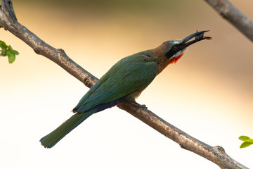 Guêpier à front blanc,.Merops bullockoides, White fronted Bee eater