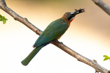 Guêpier à front blanc,.Merops bullockoides, White fronted Bee eater