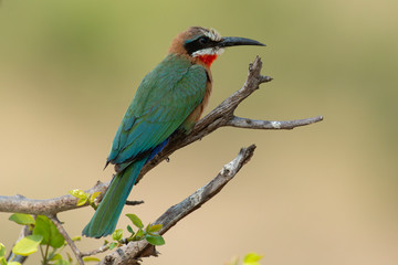 Guêpier à front blanc,.Merops bullockoides, White fronted Bee eater