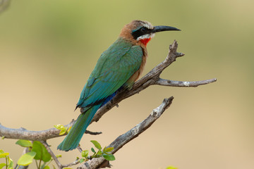 Guêpier à front blanc,.Merops bullockoides, White fronted Bee eater