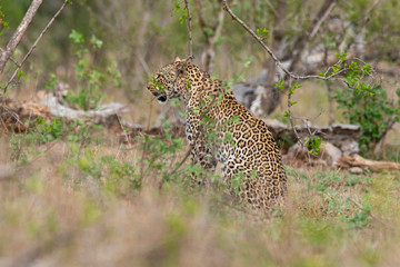 Léopard, Panthère, Panthera pardus, Afrique du Sud