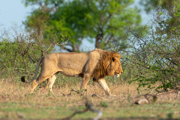 lion, mâle, Panthera leo, Afrique