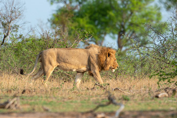 lion, mâle, Panthera leo, Afrique