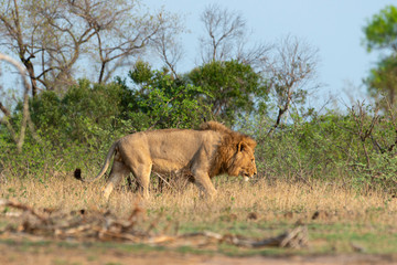 lion, mâle, Panthera leo, Afrique
