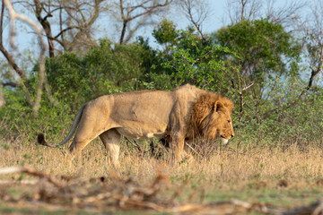 lion, mâle, Panthera leo, Afrique