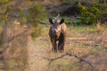 Rhinocéros blanc, jeune, white rhino, Ceratotherium simum, Parc national Kruger, Afrique du Sud