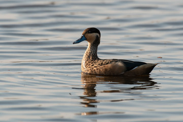 Sarcelle hottentote,.Spatula hottentota, Anas hottentota, Hottentot Teal